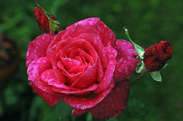 Frankenfeld 玫瑰开花与雨滴 — 图库照片