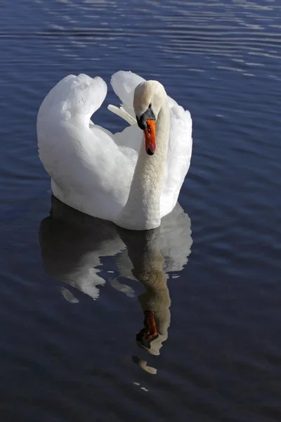 Beautiful Mute Swan bird — Stock Photo, Image