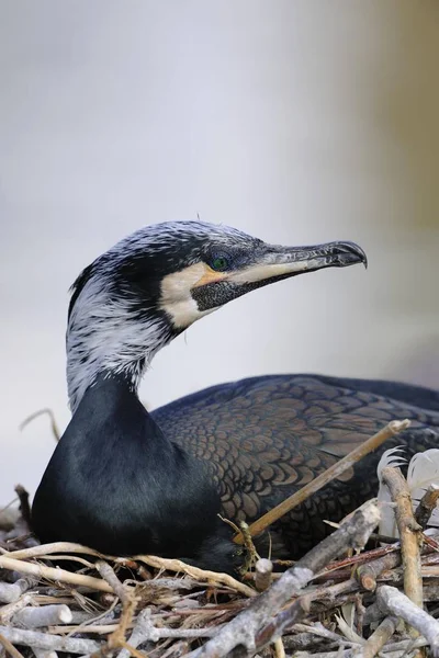Kormoran Phalacrocorax Carbo Vogel — Stockfoto