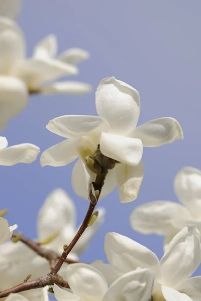Flor Una Magnolia Yulan Flores Magnolia Denudata —  Fotos de Stock