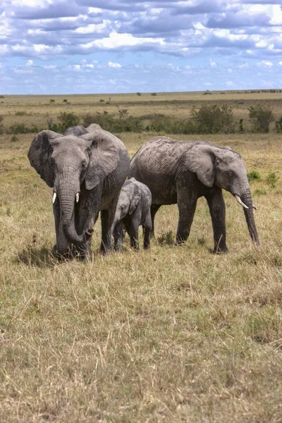 Famiglia Elefanti Africani Bush Nella Riserva Nazionale Masai Mara Kenya — Foto Stock