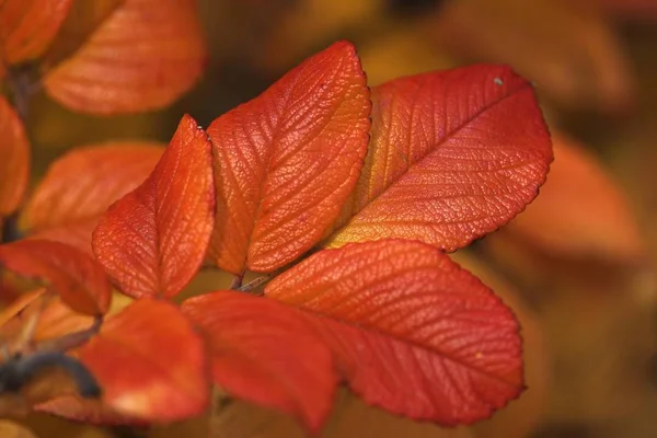 Colourful Autumn Leaves Fall Season — Stock Photo, Image