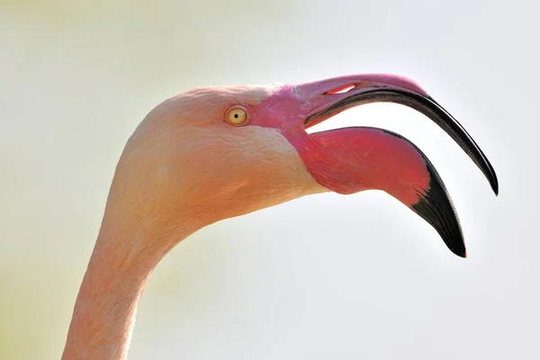 Cabeça de Flamingo chilena — Fotografia de Stock