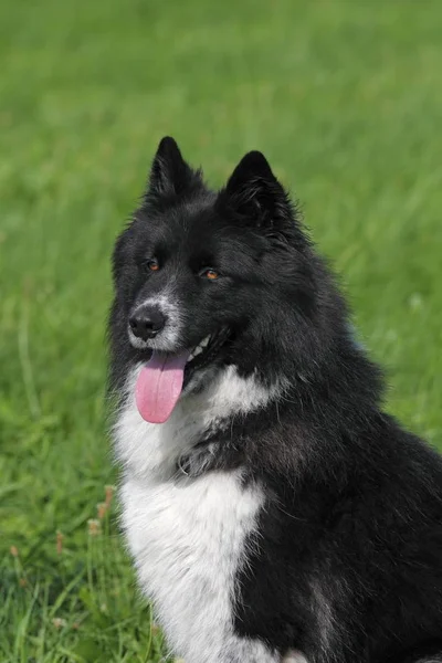 Male dog, mixed breed Canis lupus familiaris, portrait