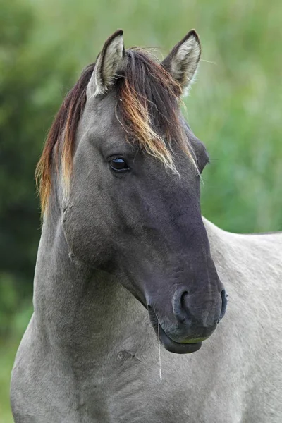 Konik Equus Przewalskii Caballus Garanhão Retrato Cavalo Selvagem Projeto Reprodução — Fotografia de Stock