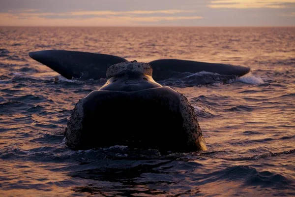 Wieloryb biskajski południowy w ocean — Zdjęcie stockowe