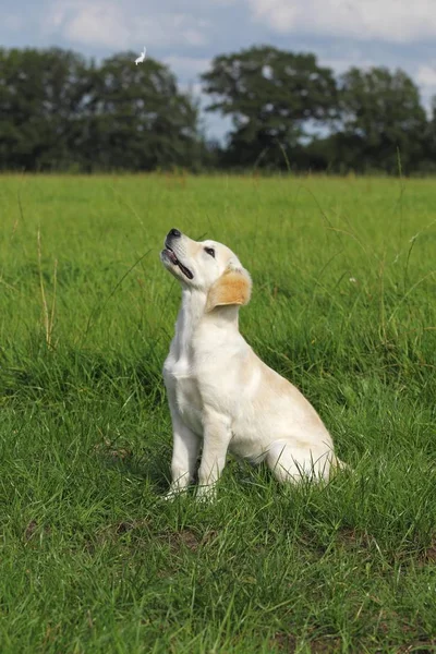 草原で羽を飛んでゴールデン レトリーバー犬回虫ループス行動子犬 — ストック写真