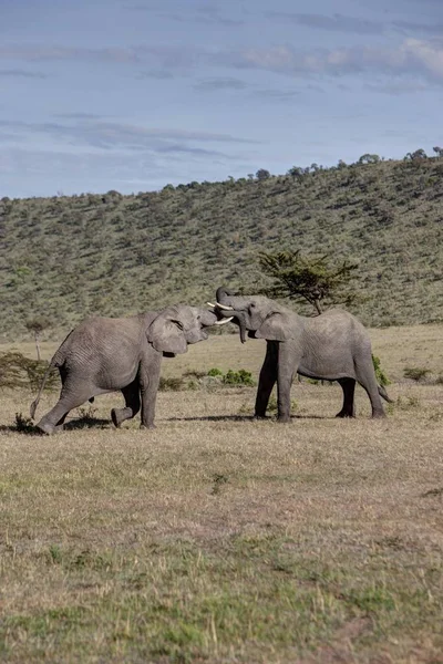 Her Diğer Doğu Afrika Afrika Mücadele Iki Genç Filler — Stok fotoğraf