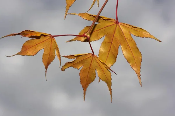 Japanese Maple or Smooth Japanese Maple (Acer palmatum), yellow autumn leaves