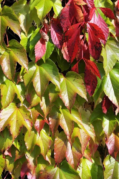 Красные и зеленые листья плюща — стоковое фото