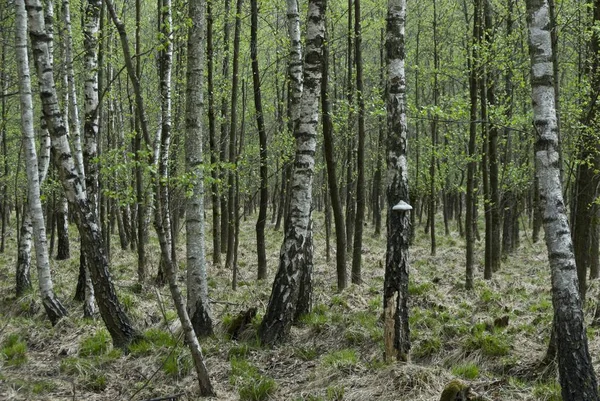 Birch plantation area, birch trees (Betula), with tree fungus in spring, Moenchbruch nature reserve, Hesse, Germany, Europe