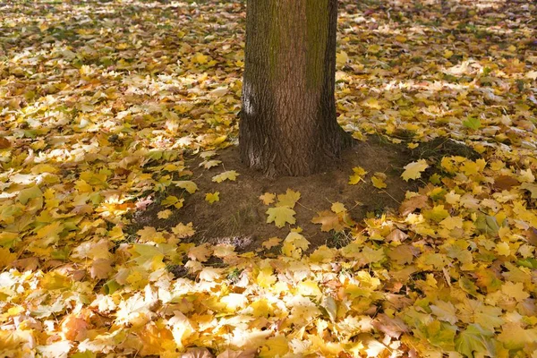 Gele Maple Laat Herfst Boom — Stockfoto