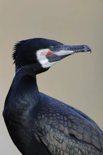 Cormorant Phalacrocorax Carbo Bird — Stock Photo, Image