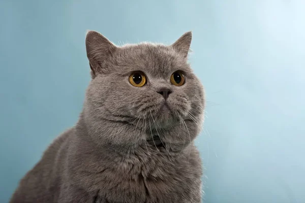 쇼트헤어 고양이 Chartreux 고양이 — 스톡 사진