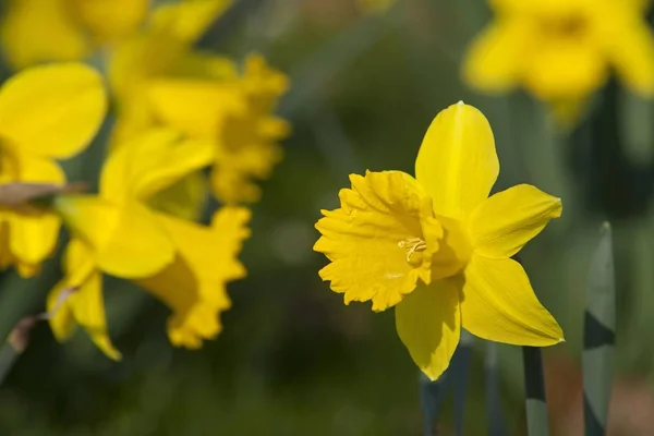 Wachsende Gelbe Narzissen Narzissen Narzissenblüten — Stockfoto