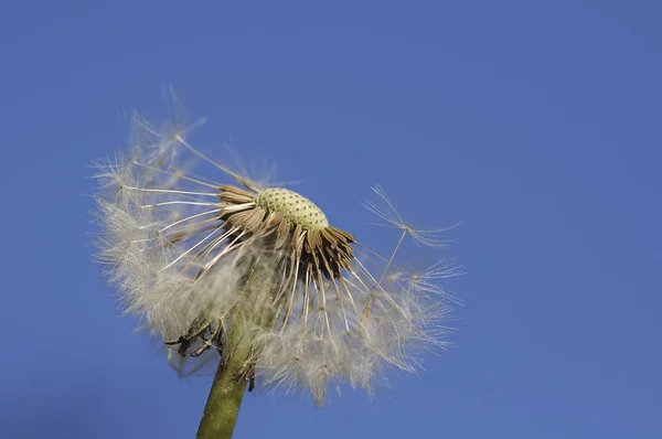 Löwenzahn Pusteblume Löwenzahnuhr Taraxacum Officinale — Stockfoto