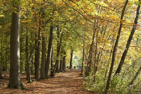 Las Jesienny Lueneburg Dolna Saksonia Niemcy Europa — Zdjęcie stockowe