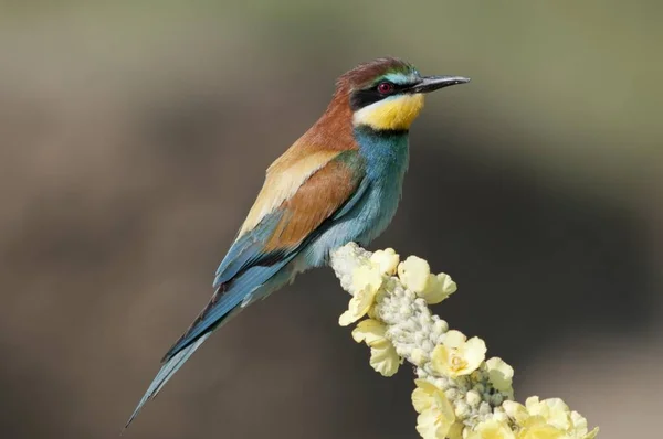 Pássaro Comedor Abelhas Merops Apiaster Livre — Fotografia de Stock