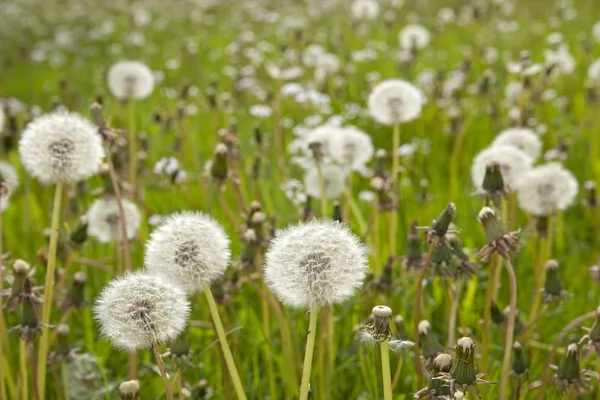 Dandelion Clocks Blow Balls Meadow — Stock Photo, Image