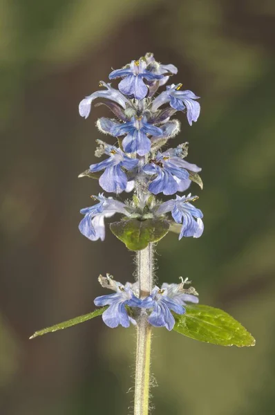 Blue Bugle Bugleherb Bugleweed Carpetweed Carpet Bungleweed Common Bugle Burgundy — Stock Photo, Image