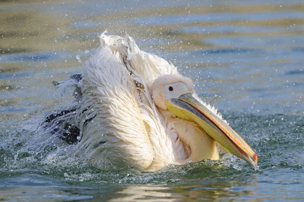 Pelican fågel bad i vatten i — Stockfoto