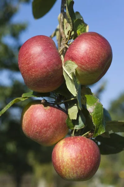 Maçãs Maduras Malus Galho Franconia Baviera Alemanha Europa — Fotografia de Stock