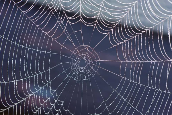 Sabah Çiğ Taneli Örümcek Ağı — Stok fotoğraf