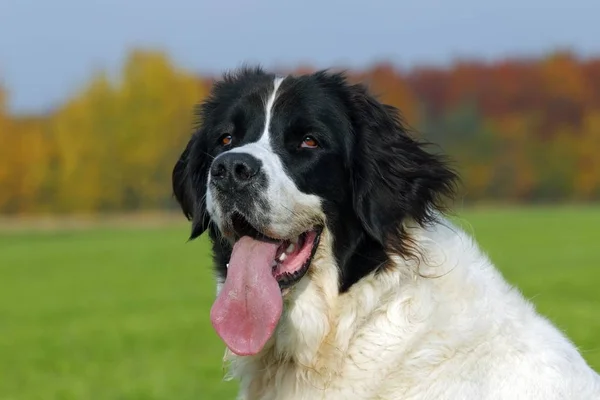 Landseer Dog Canis Lupus Familiaris Portrait — Stock Photo, Image