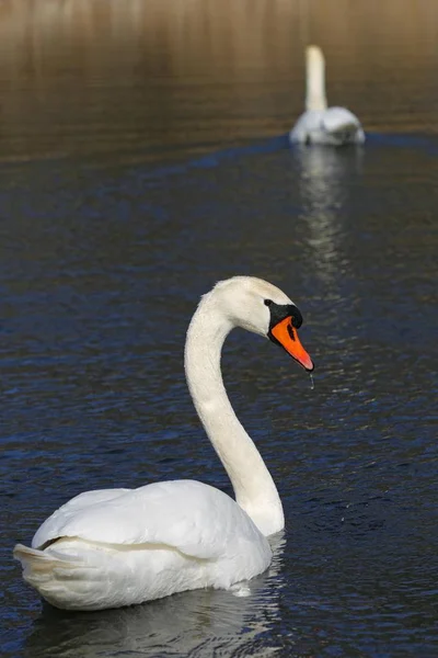 Две красивые птицы Mute Swan — стоковое фото