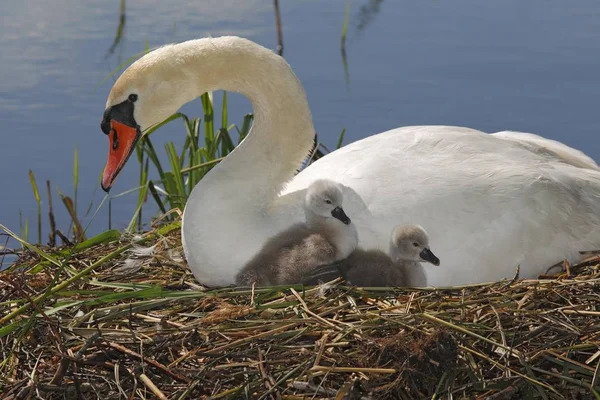 Mute Swan with cygnets in nest — Stock Photo, Image