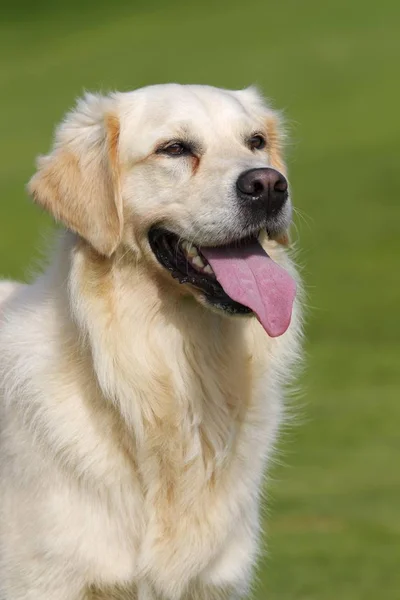 Kvinnliga Golden Retriever Canis Lupusfamiliaris Två Åriga Hund Porträtt — Stockfoto