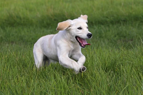 Golden Retriever Canis Lupus Familiaris Szczeniak Biegnącą Łące — Zdjęcie stockowe