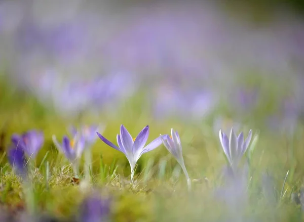 Flowering Purple White Crocuses Meadow Spring — Stock Photo, Image