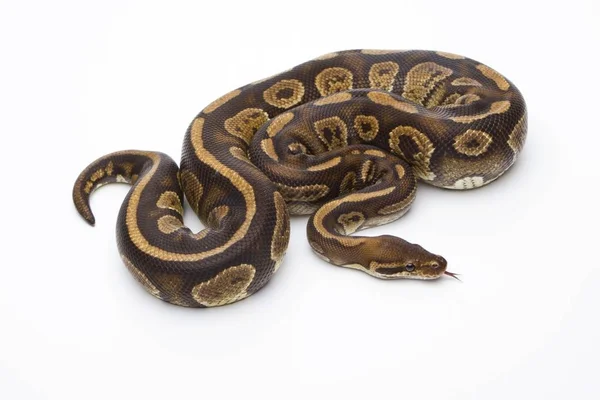 皇家 python 在白色背景上 — 图库照片