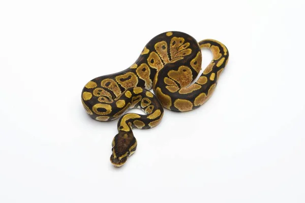 Royal python na białym tle — Zdjęcie stockowe