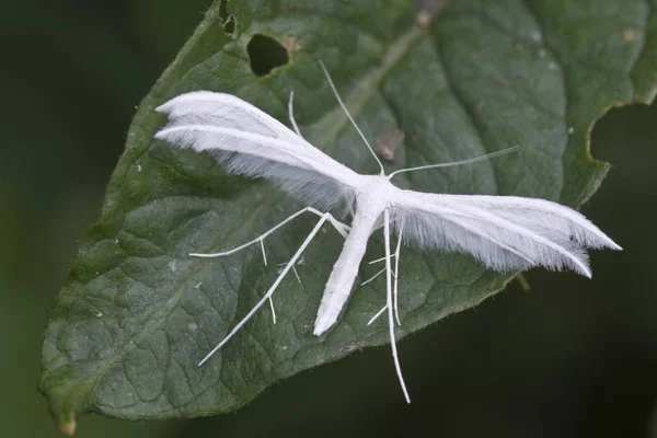 Λευκό Λοφίο Σκώρος Pterophorus Pentadactyla Haren Emsland Περιοχής Κάτω Σαξονία — Φωτογραφία Αρχείου