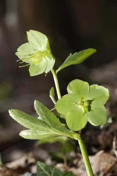 Green Hellebore Helleborus Viridis Rare Niederalfingen Baden Wuerttemberg Germany Europe — Stock Photo, Image