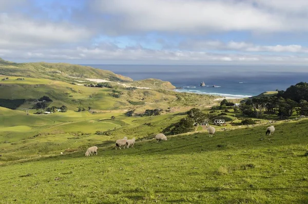 Græsland Sandfluebugten Otago Halvøen Sydøen New Zealand Oceanien - Stock-foto