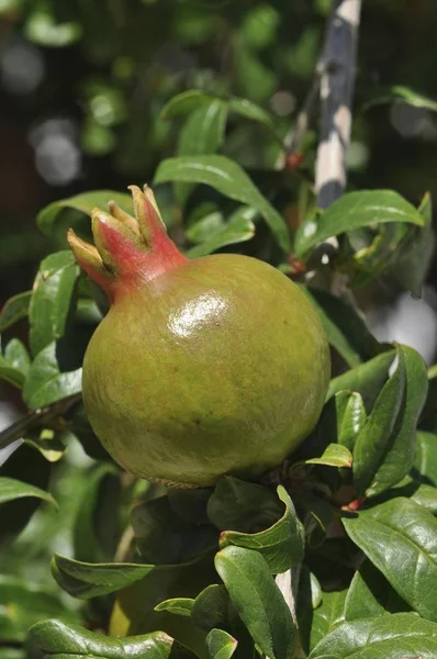 Granatapfelfrucht Wächst Auf Baum Punica Granatum — Stockfoto