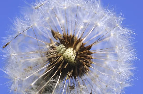 Πικραλίδα Χτύπημα Ρολόι Μπάλα Πικραλίδα Taraxacum Officinale — Φωτογραφία Αρχείου