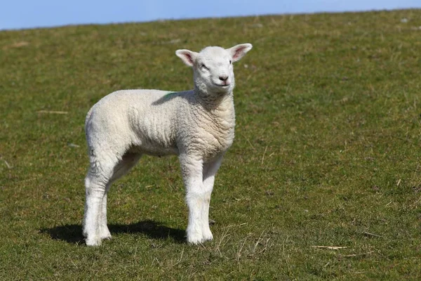 Agneau Mouton Domestique Ovis Ammon Bélier Sur Une Digue Schleswig — Photo