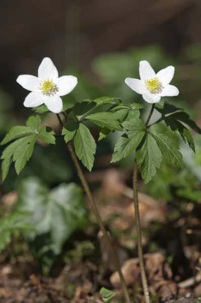 Fiordaliso Anemone Legno Anemone Nemorosa Bianco — Foto Stock