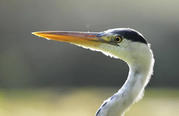 Porträtt av Gråhäger — Stockfoto