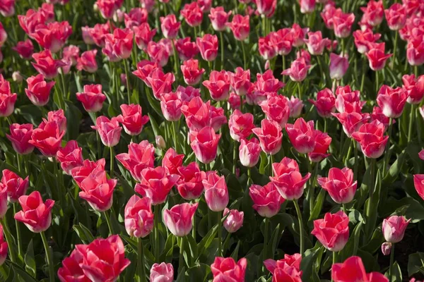 Rózsaszín Tulipán Virágok Nőnek Virág Tulipa — Stock Fotó