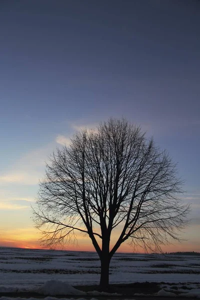 Árbol solitario en el campo — Foto de Stock