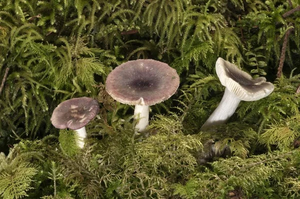 Fragile Brittlegill Russula Fragilis Untergroeningen Baden Wuerttemberg Germany Europe — Stock Photo, Image