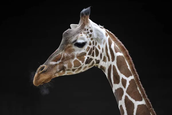 Cabeça Girafa Reticulada Girafa Camelopardalis Reticulata — Fotografia de Stock