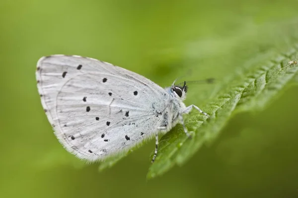 Gros Plan Holly Blue Celastrina Argiolus — Photo