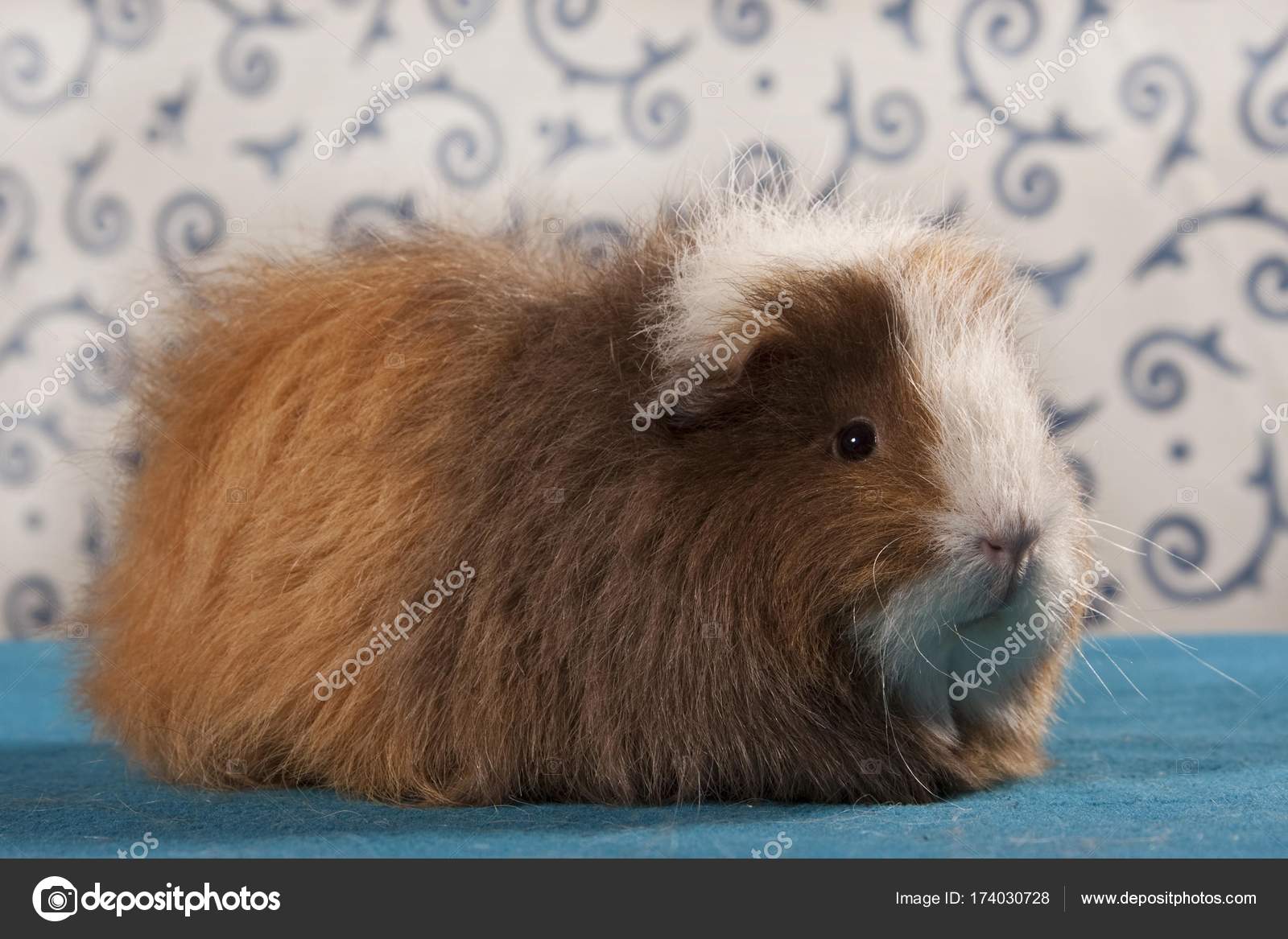 swiss teddy guinea pig
