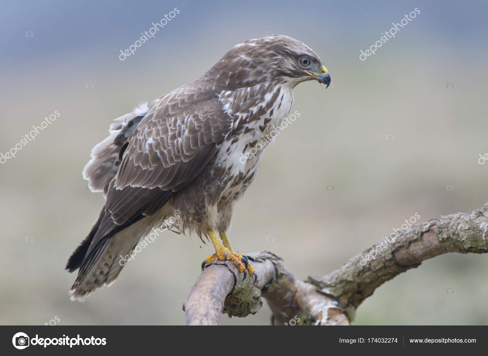ノスリ属の木に野生の鳥 ストック写真 C Imagebrokermicrostock